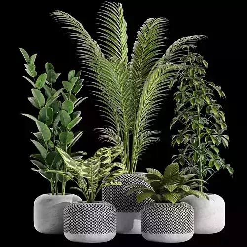 Indoor plant collection 03