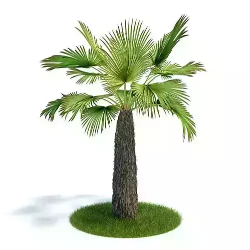 Palm Tree Trachycaprus