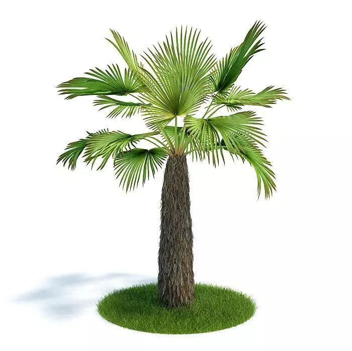 Palm Tree Trachycaprus 3D model_0
