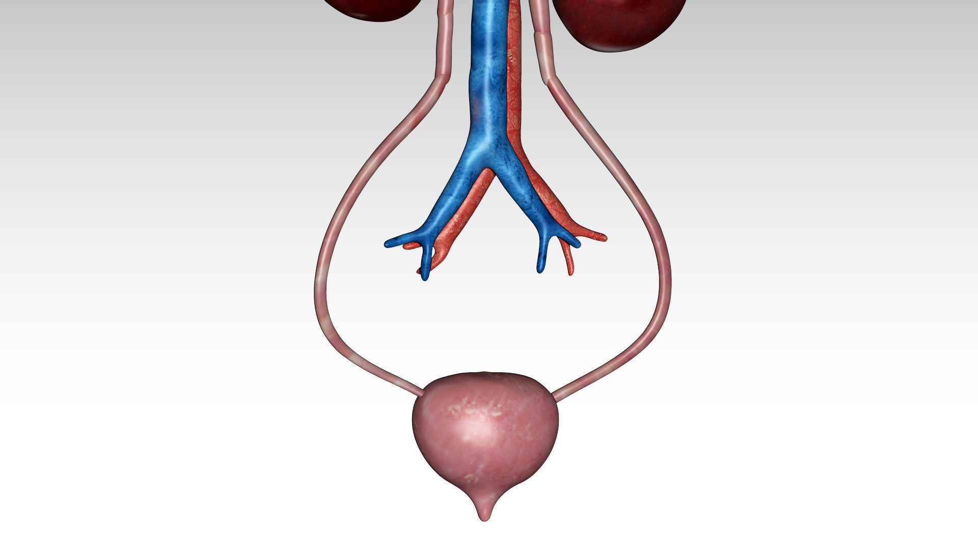 Kidney and urinary bladder Low-poly 3D model_1