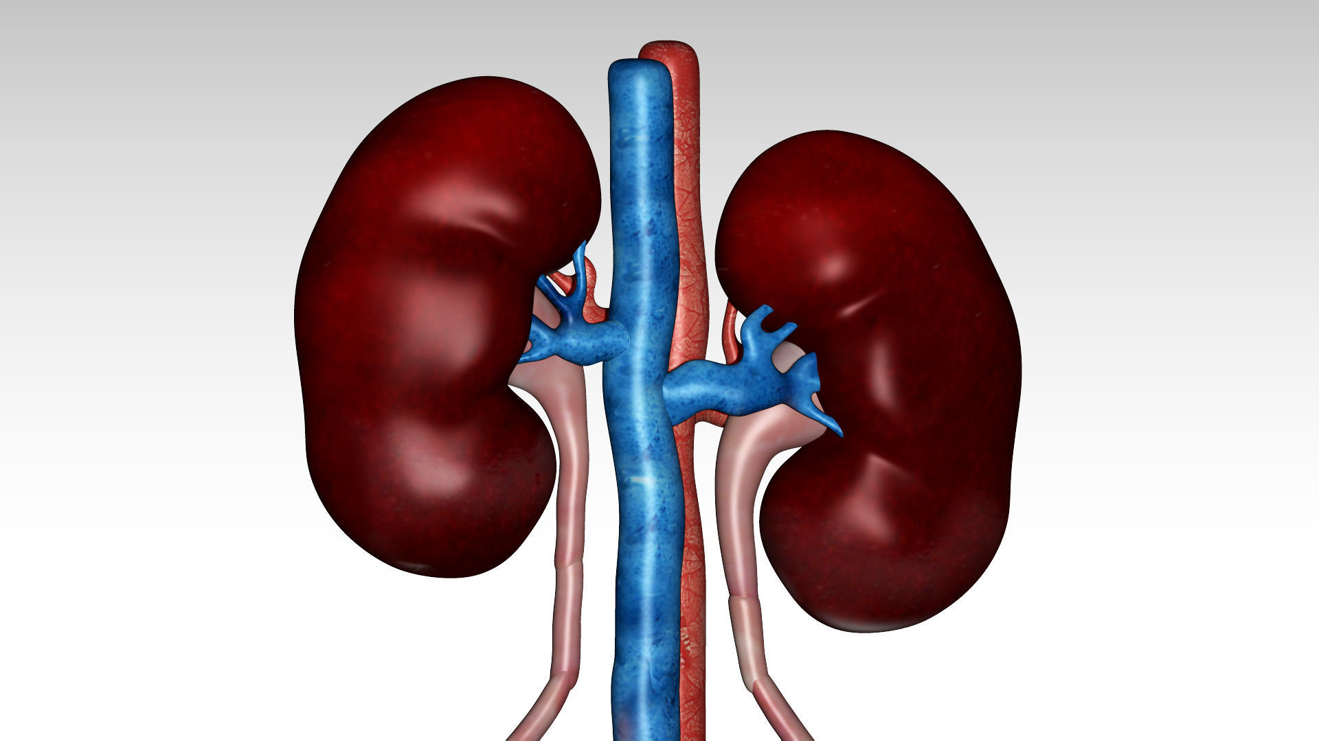 Kidney and urinary bladder Low-poly 3D model_2