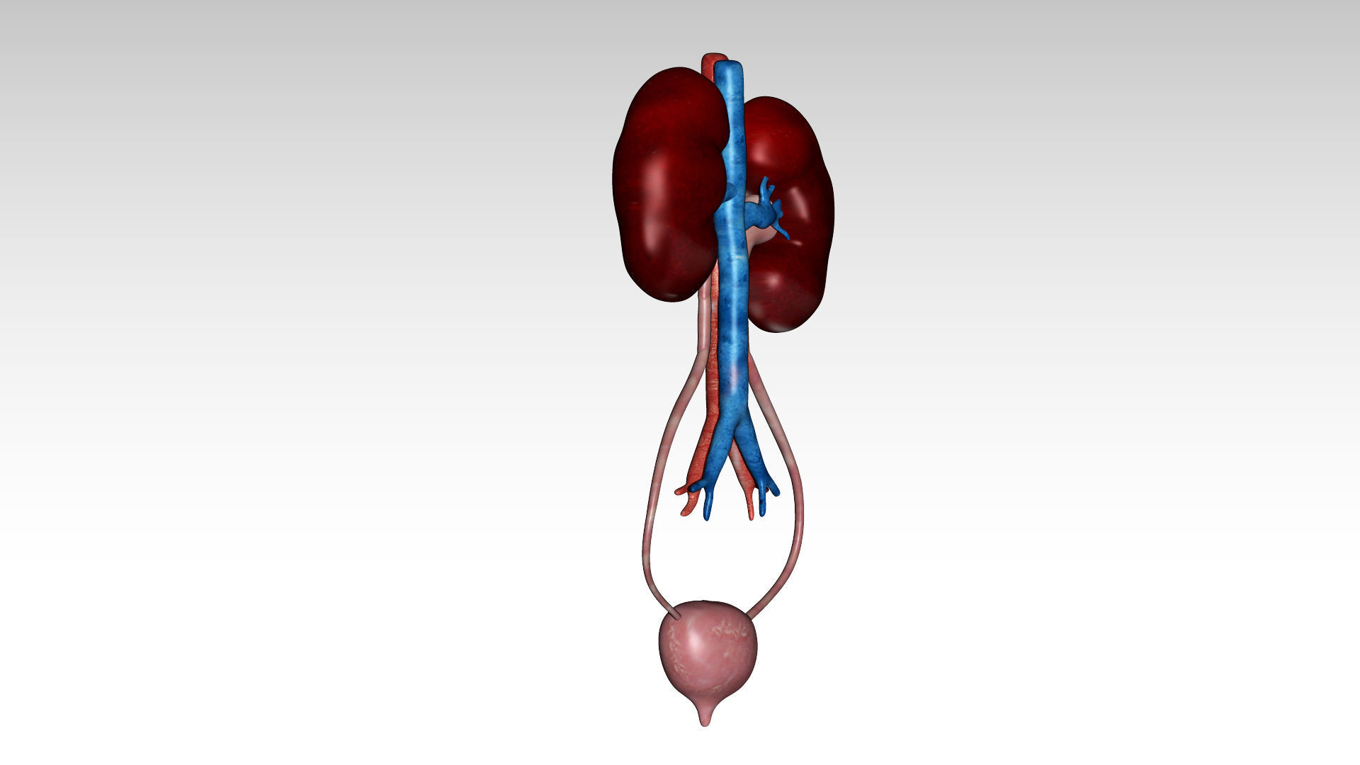 Kidney and urinary bladder Low-poly 3D model_3