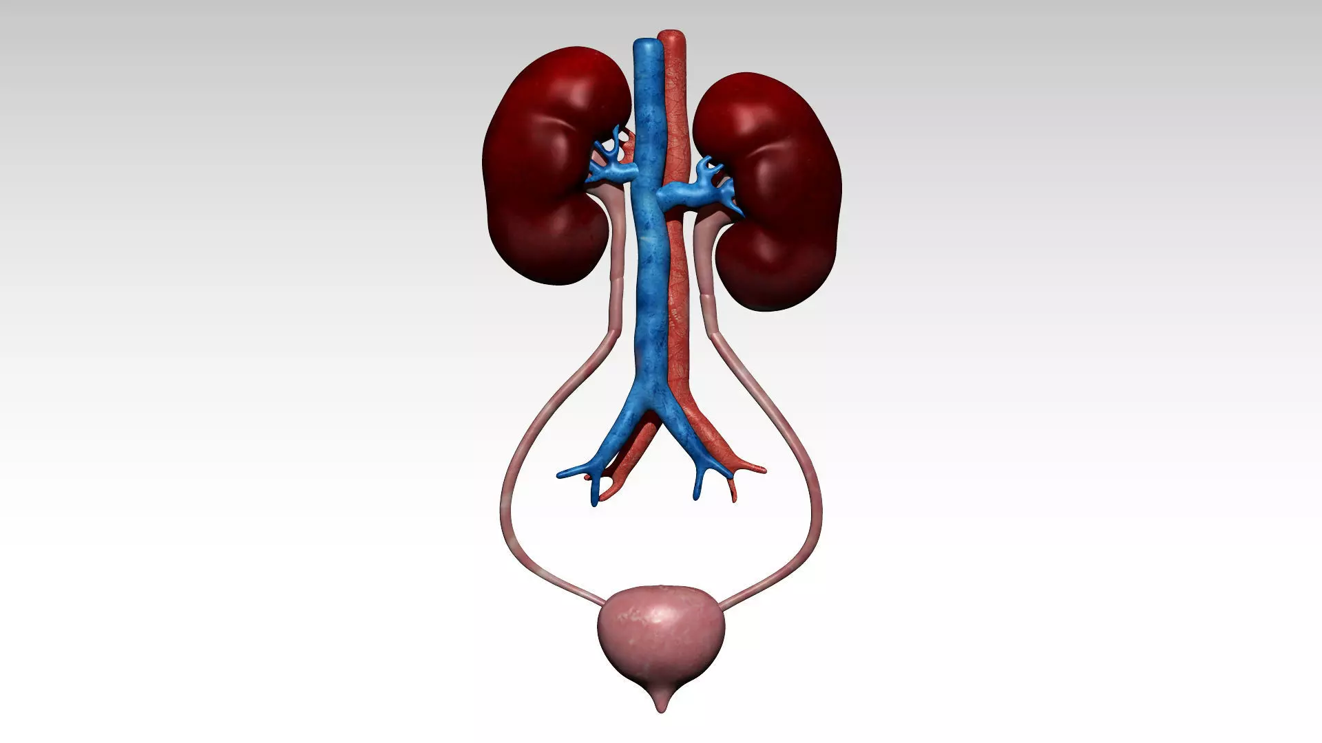 Kidney and urinary bladder Low-poly 3D model_0