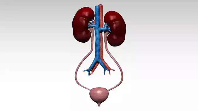 Kidney and urinary bladder Low-poly 3D model