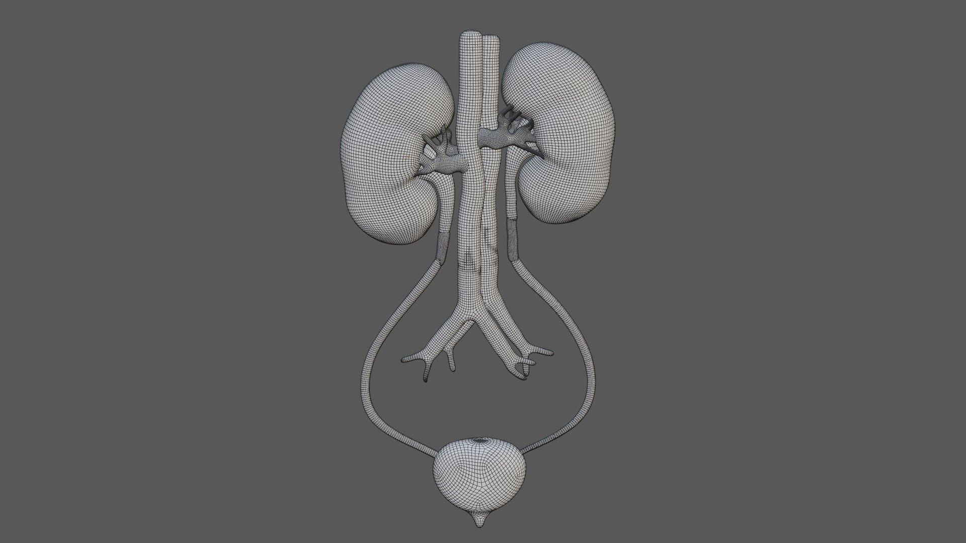 Kidney and urinary bladder Low-poly 3D model_6
