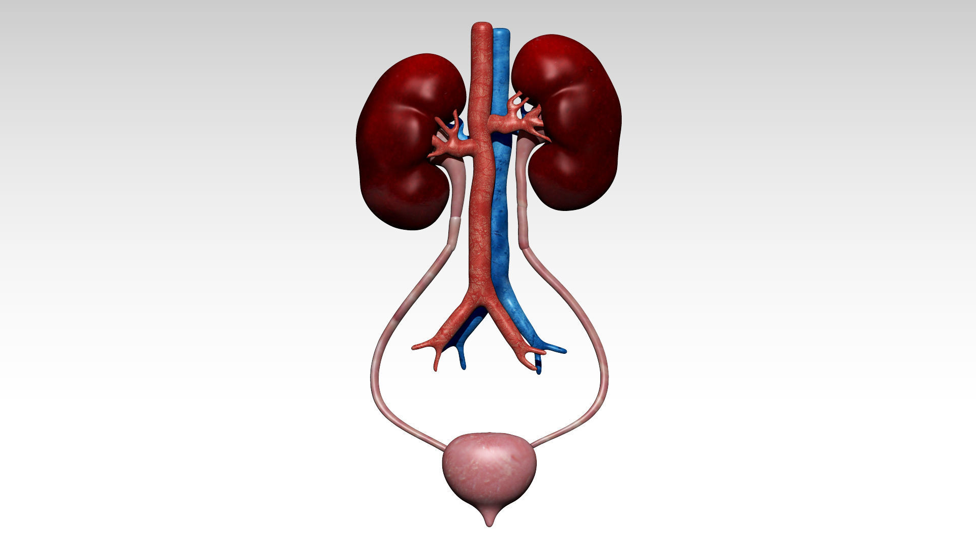 Kidney and urinary bladder Low-poly 3D model_4