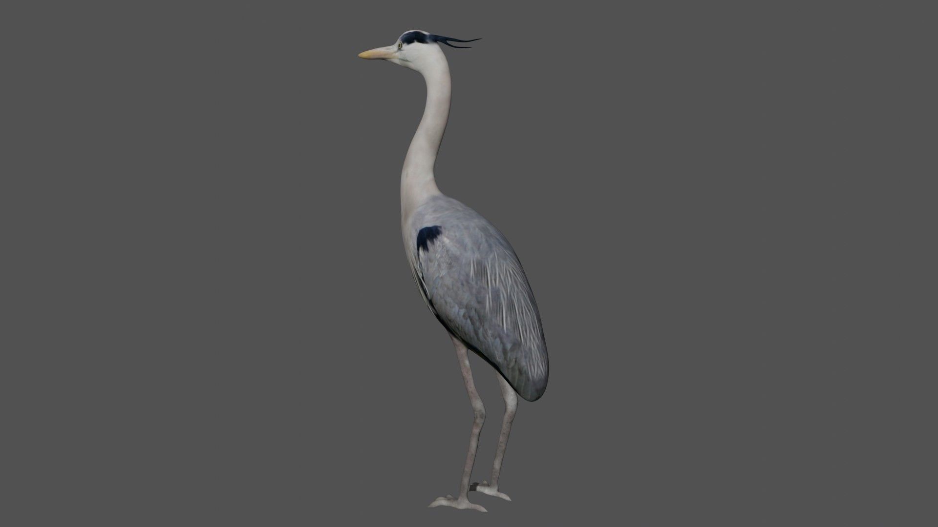 Heron bird Low-poly 3D model_5