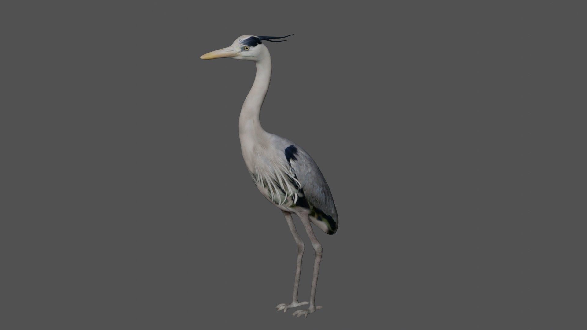 Heron bird Low-poly 3D model_1