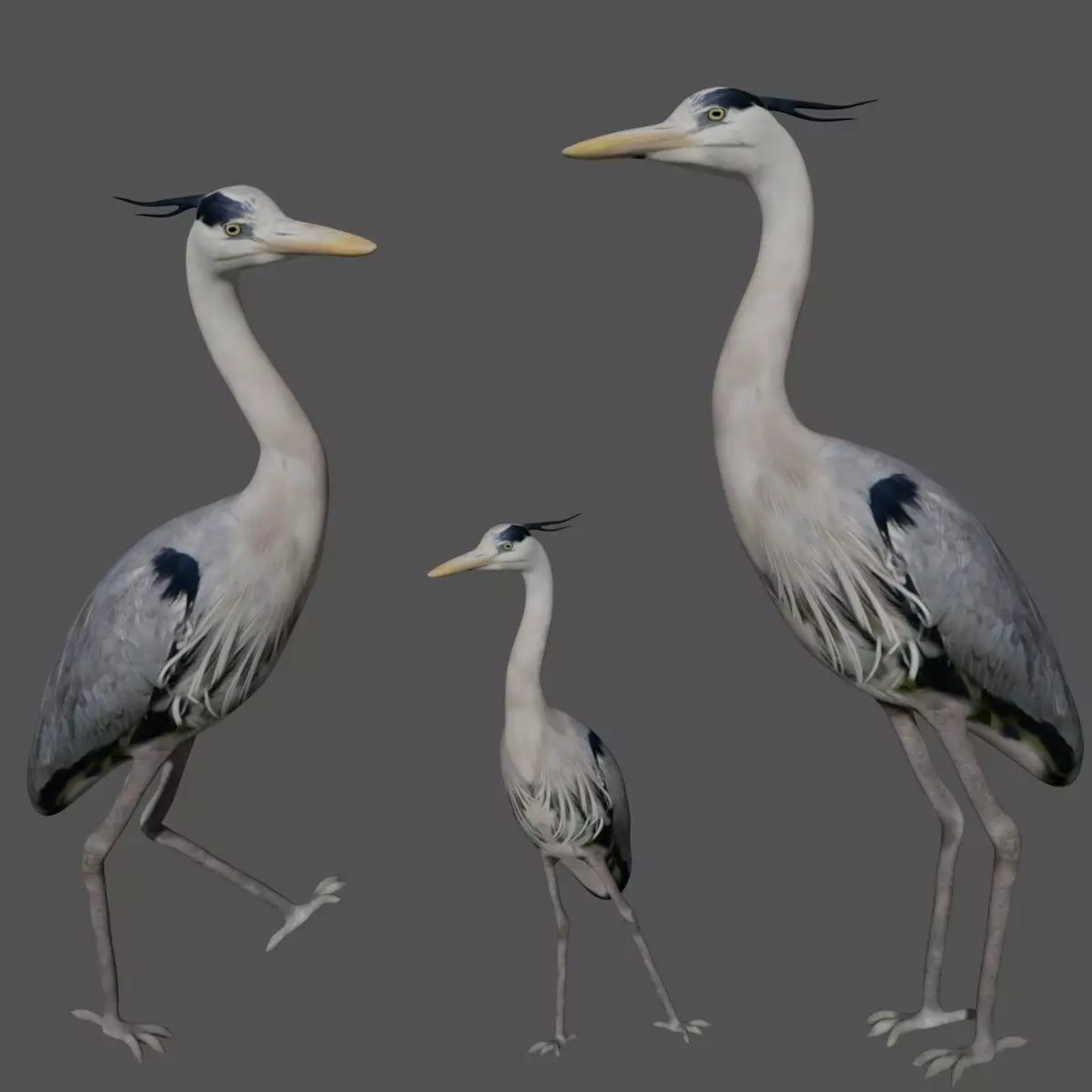 Heron bird Low-poly 3D model_0