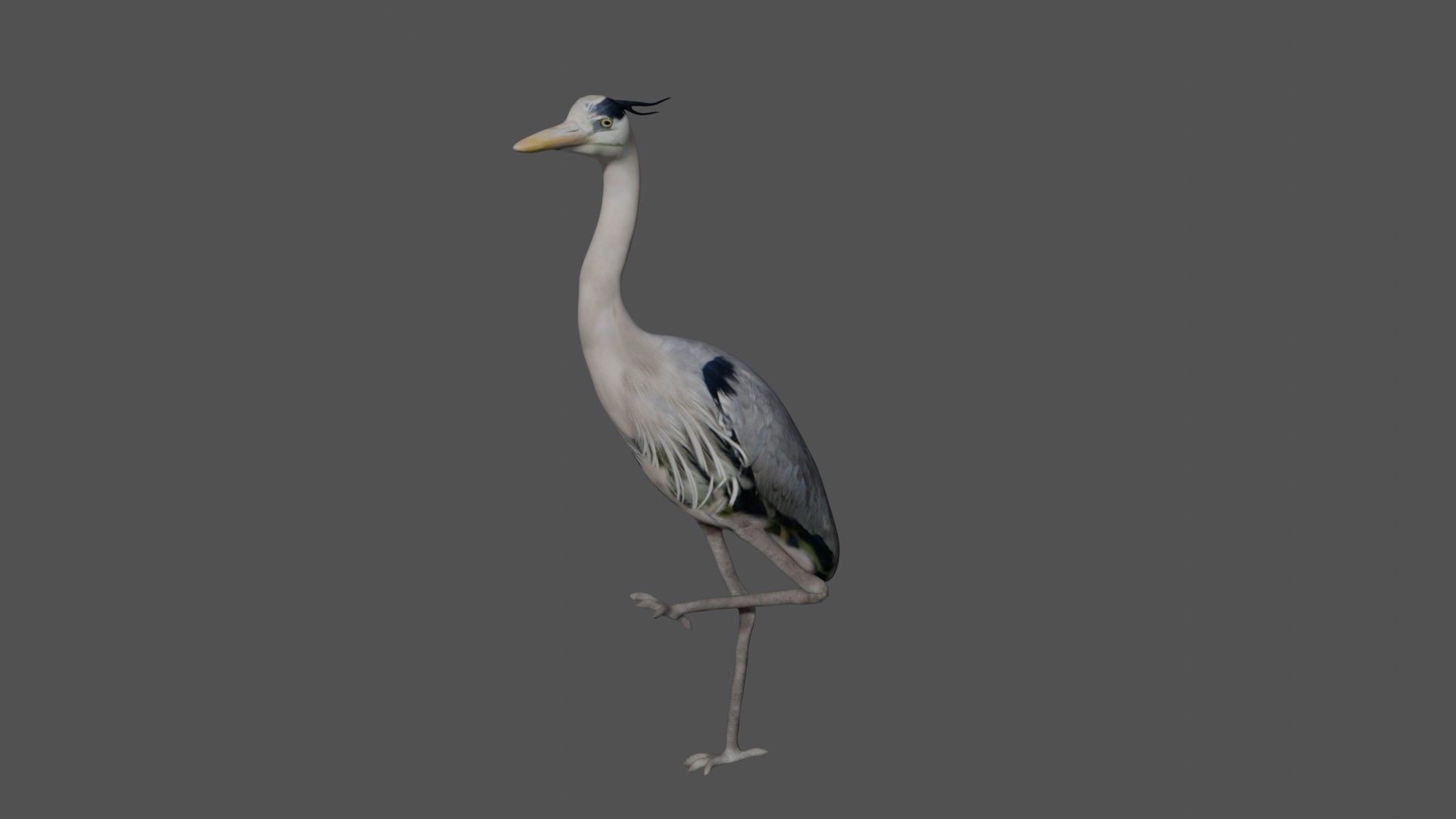 Heron bird Low-poly 3D model_2