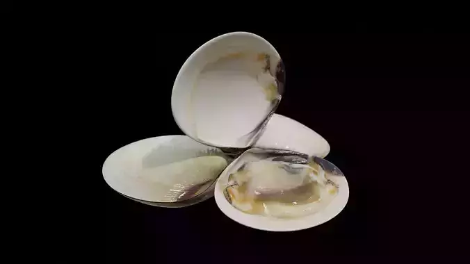 White clams Low-poly 3D model