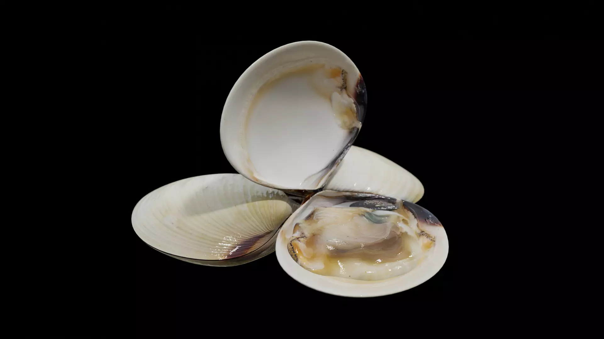 White clams Low-poly 3D model_0