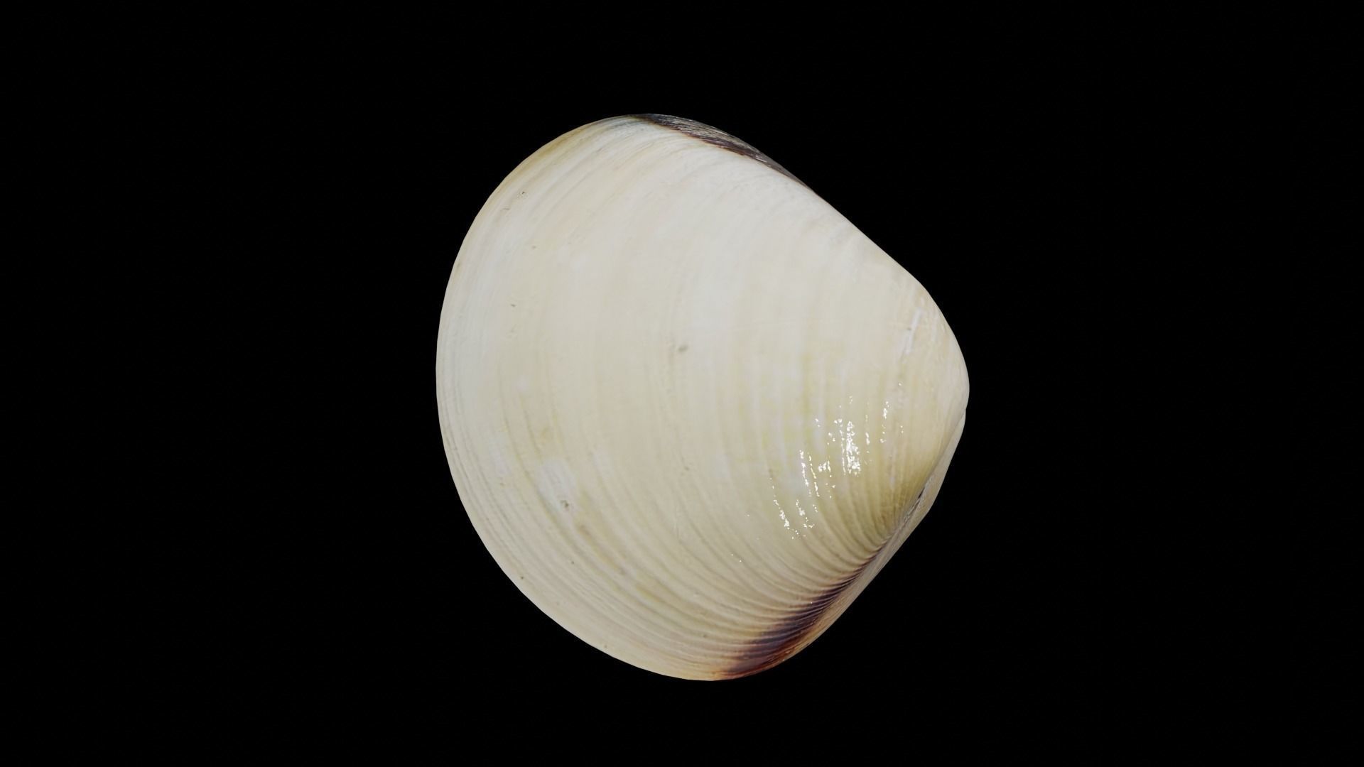 White clams Low-poly 3D model_8