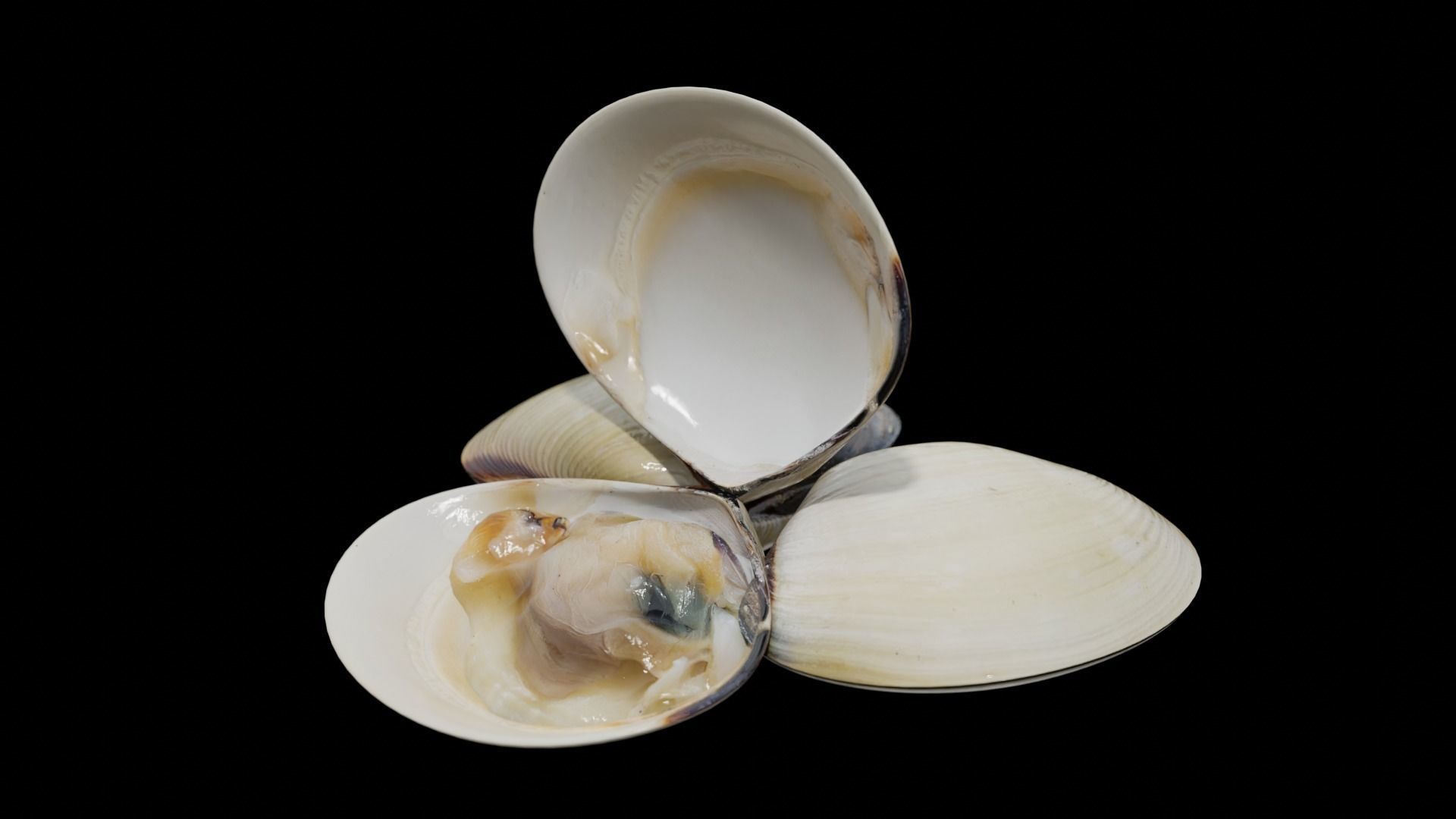 White clams Low-poly 3D model_20