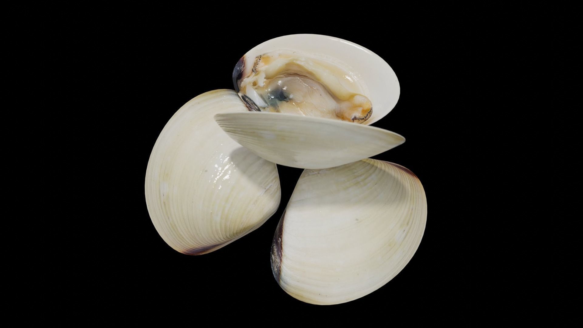 White clams Low-poly 3D model_19