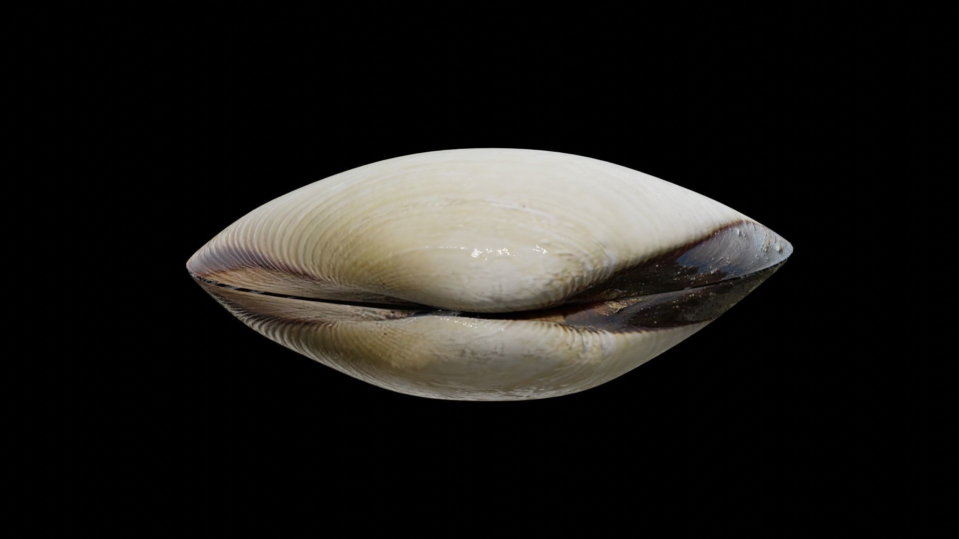 White clams Low-poly 3D model_26