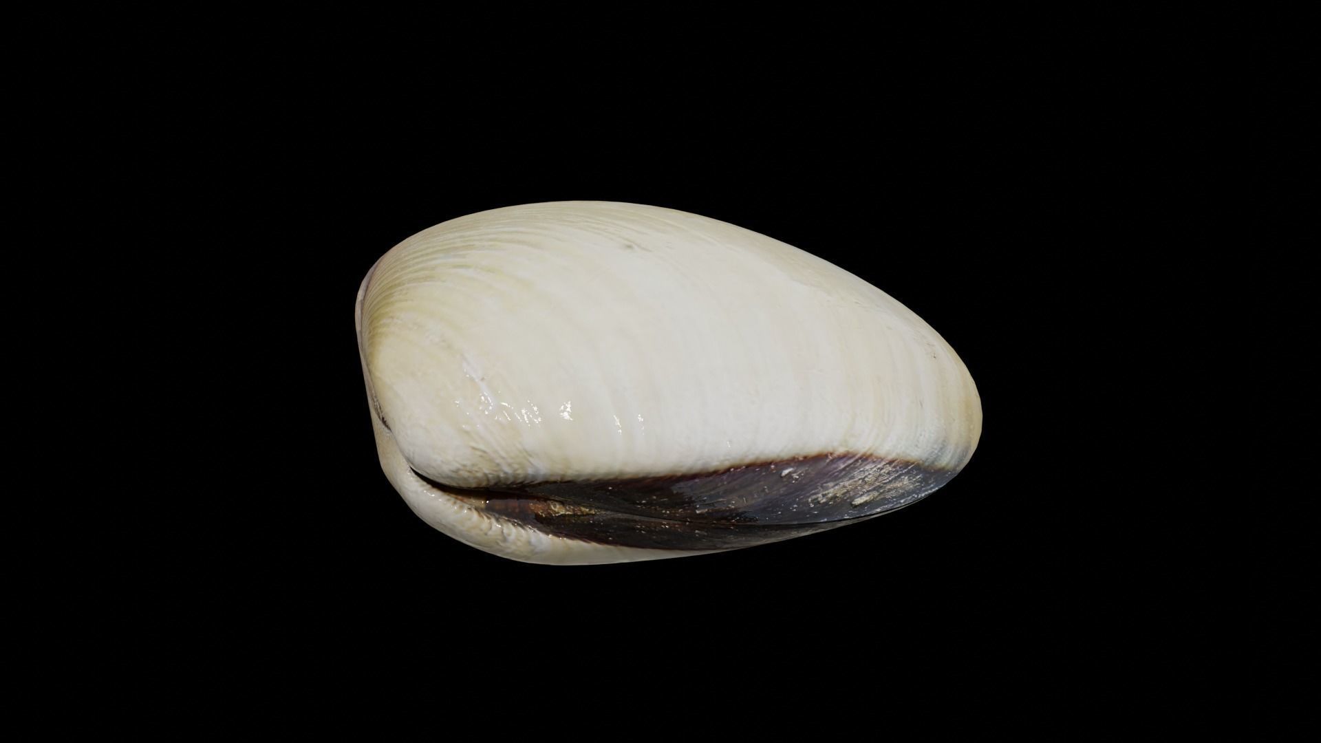 White clams Low-poly 3D model_29