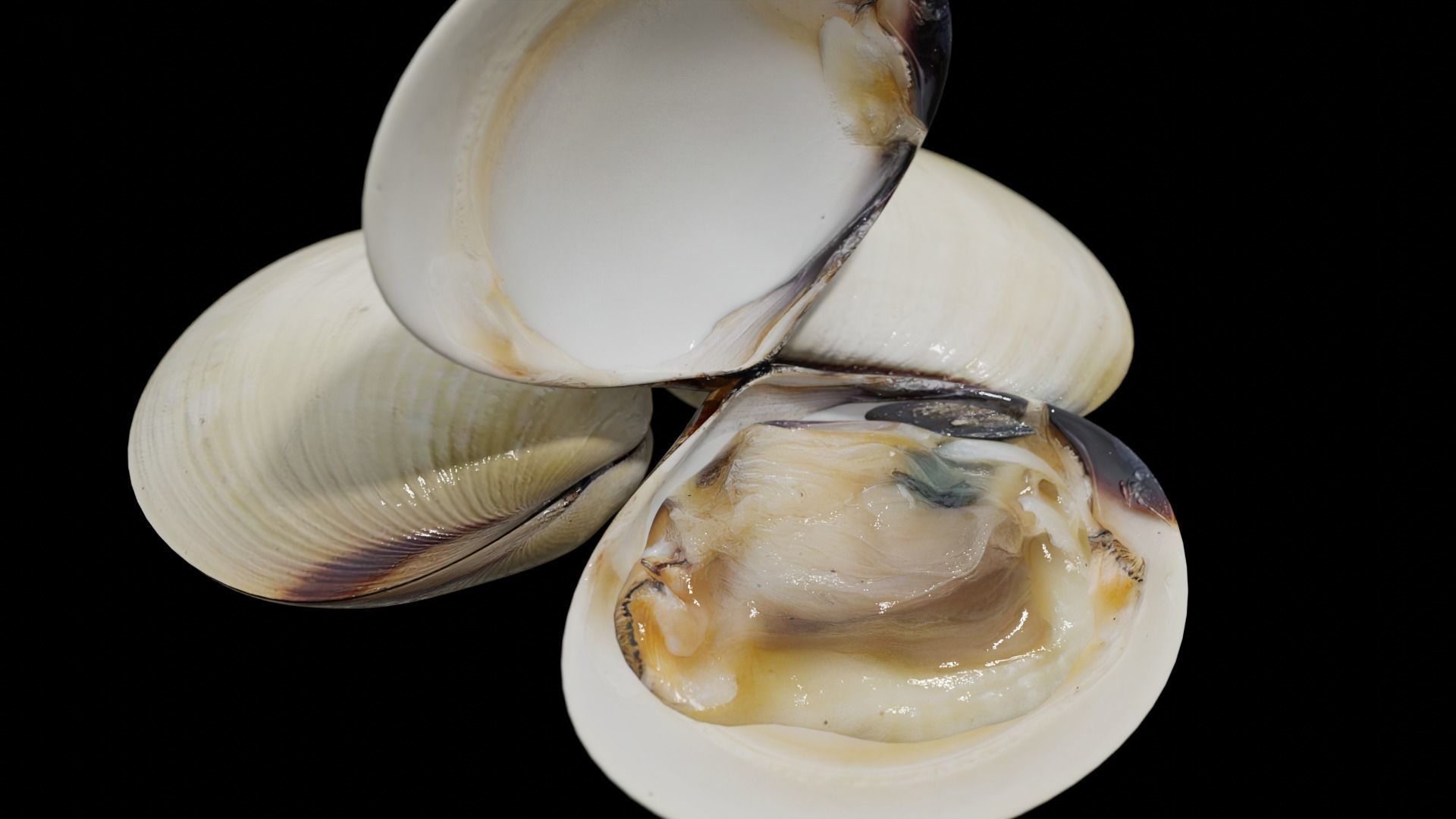 White clams Low-poly 3D model_1