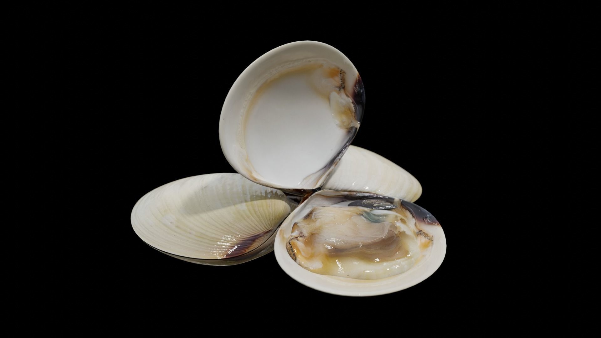 White clams Low-poly 3D model_22