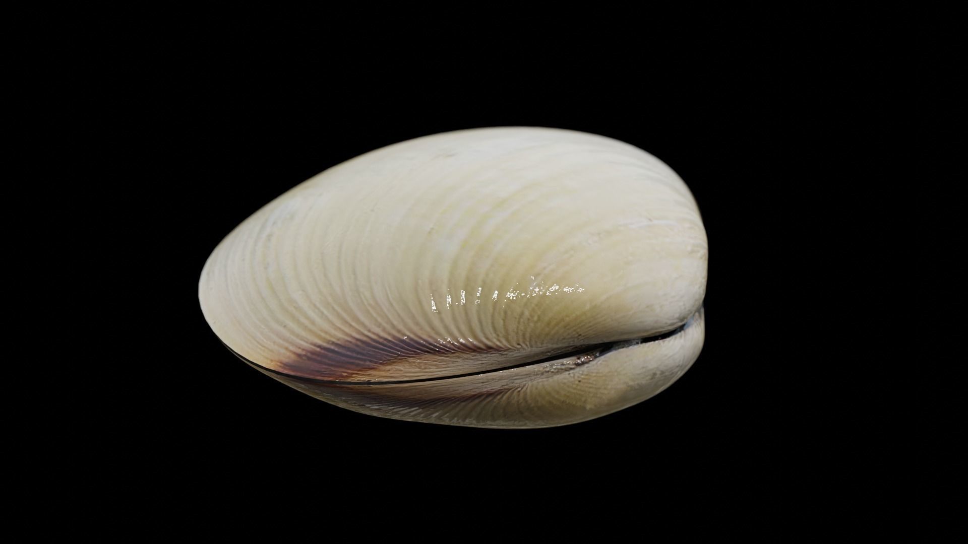 White clams Low-poly 3D model_9