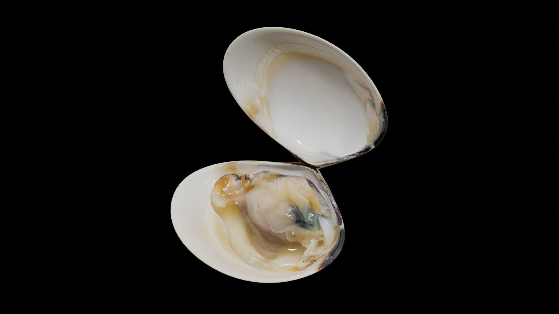 White clams Low-poly 3D model_27