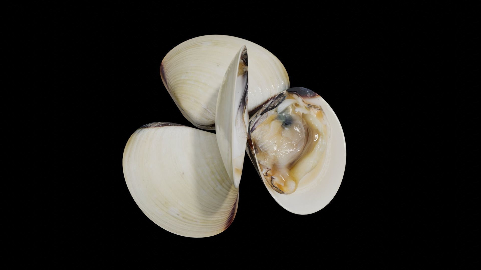 White clams Low-poly 3D model_5