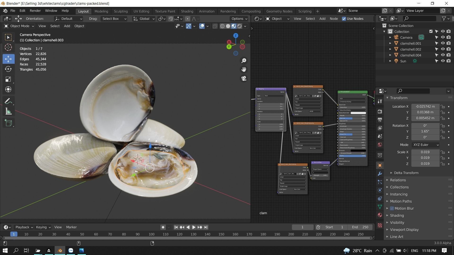 White clams Low-poly 3D model_16