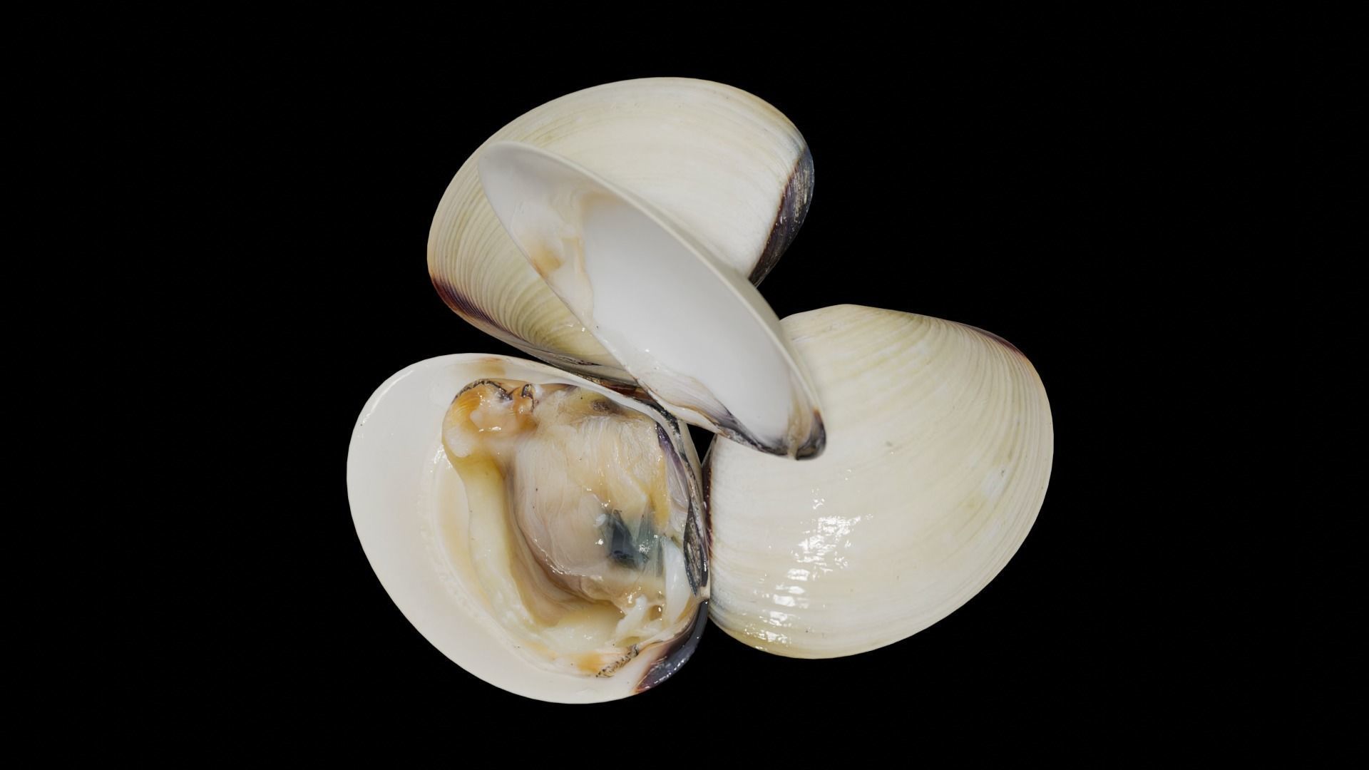 White clams Low-poly 3D model_28