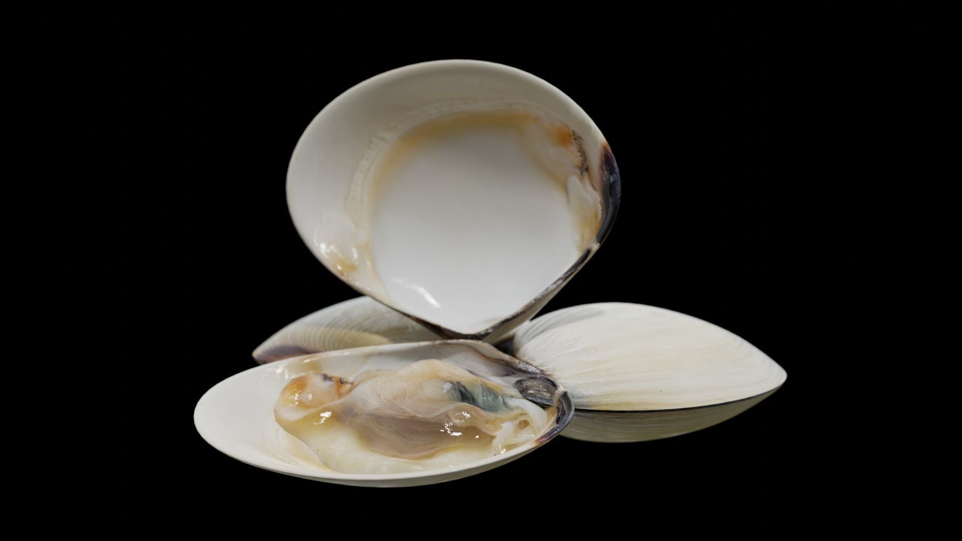 White clams Low-poly 3D model_30