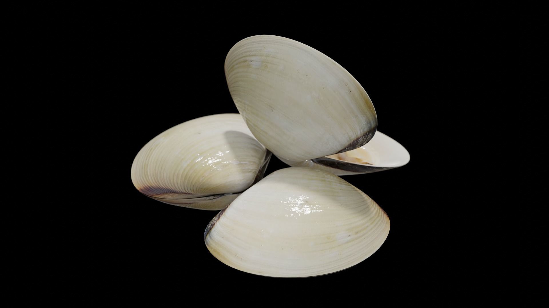 White clams Low-poly 3D model_6