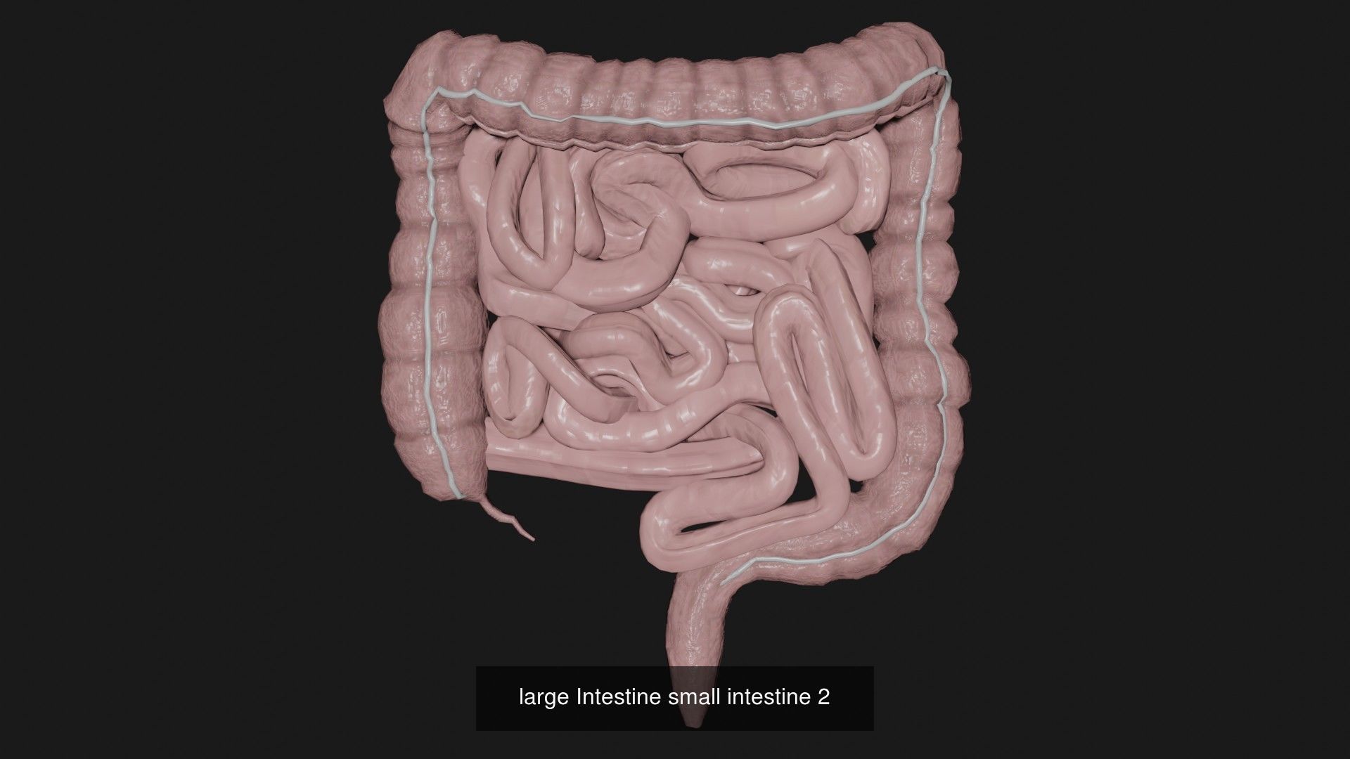 Anatomy Collecton 3D Model Collection_14