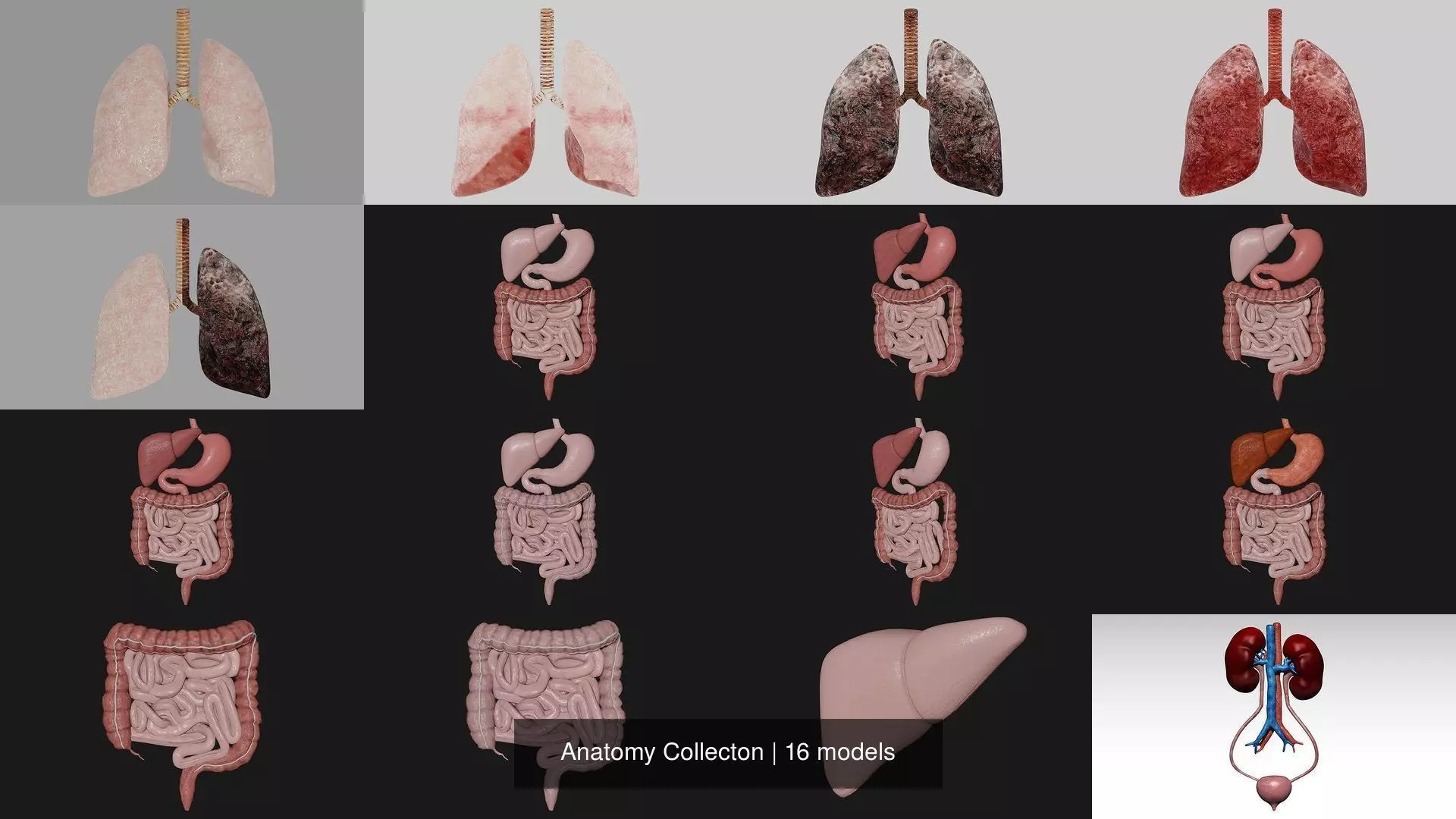 Anatomy Collecton 3D Model Collection_0
