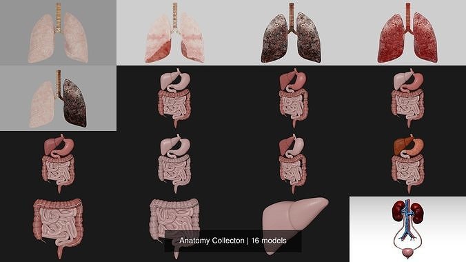 Anatomy Collecton 3D Model Collection