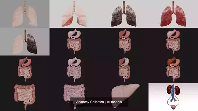 Anatomy Collecton 3D Model Collection