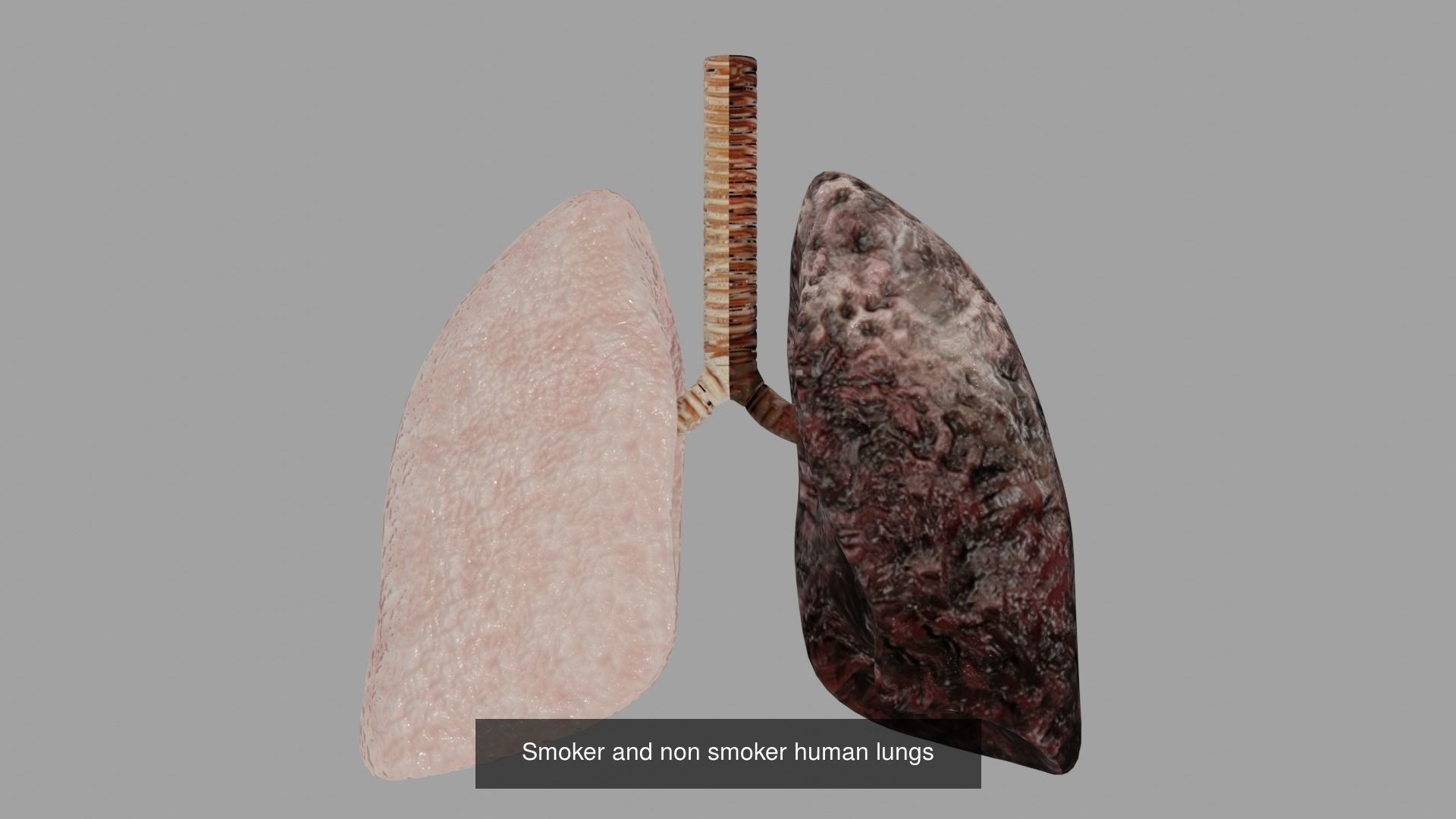 Anatomy Collecton 3D Model Collection_5