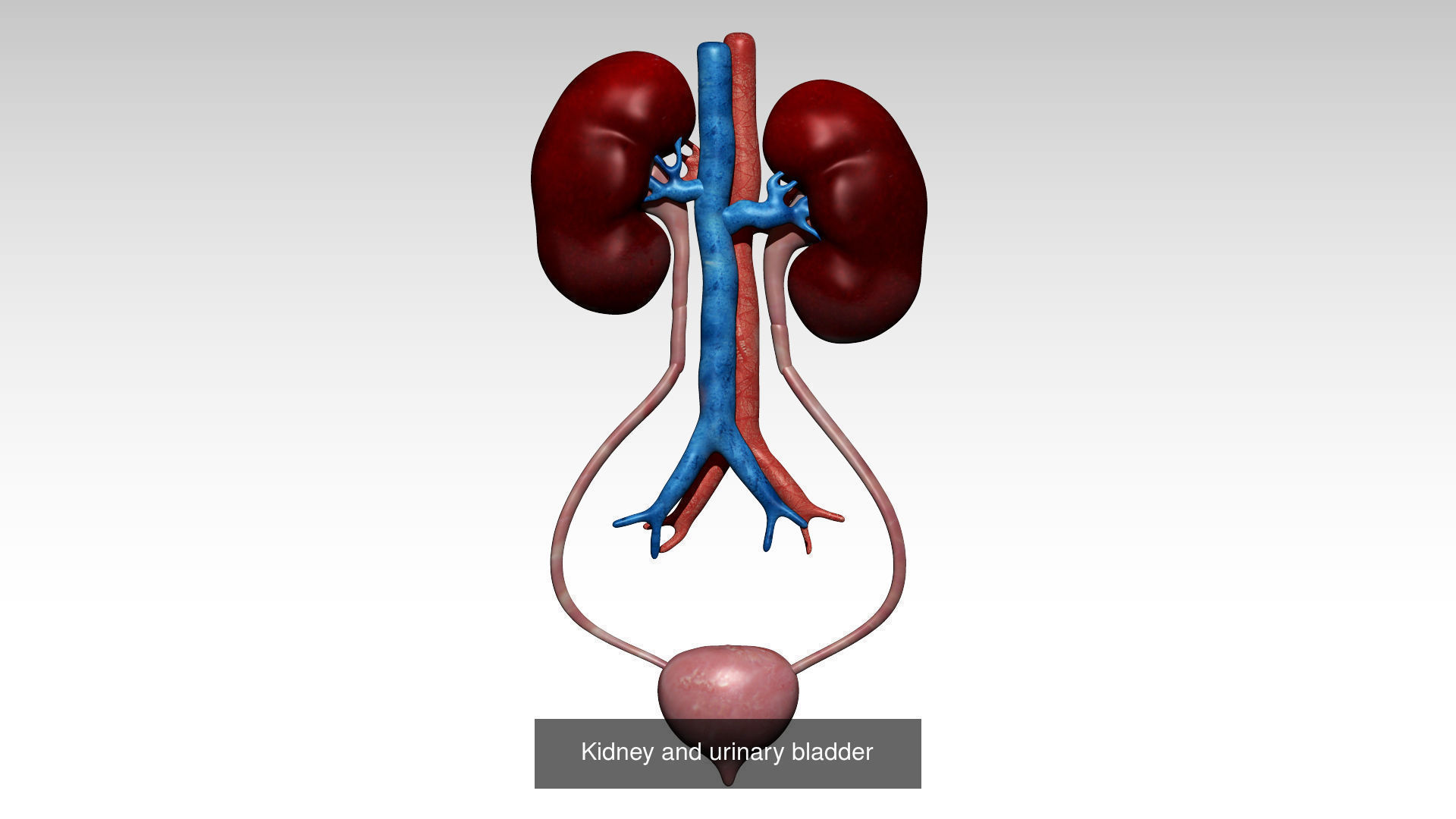 Anatomy Collecton 3D Model Collection_16