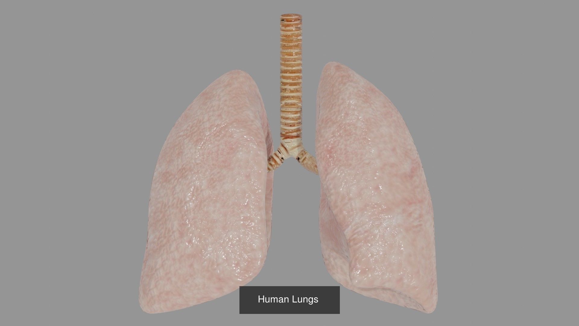 Anatomy Collecton 3D Model Collection_1