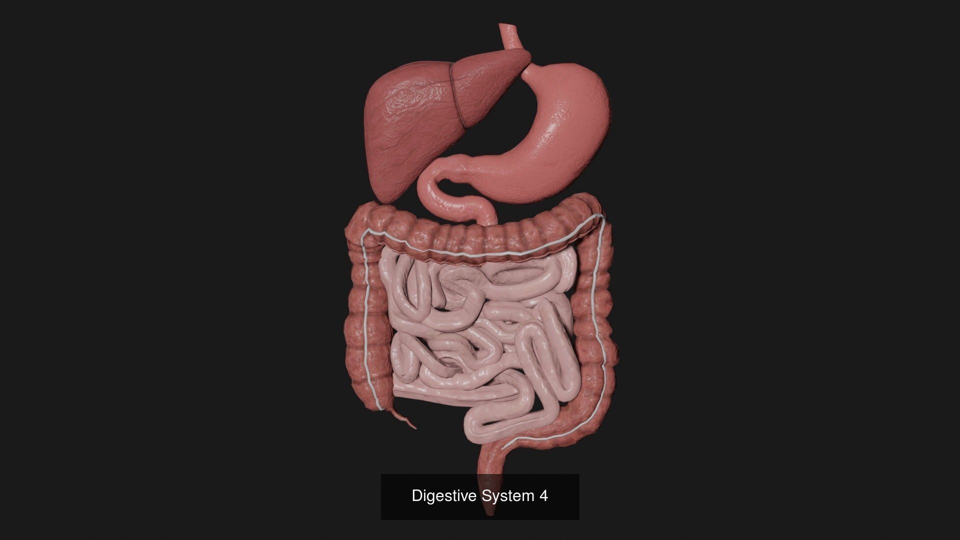 Anatomy Collecton 3D Model Collection_9