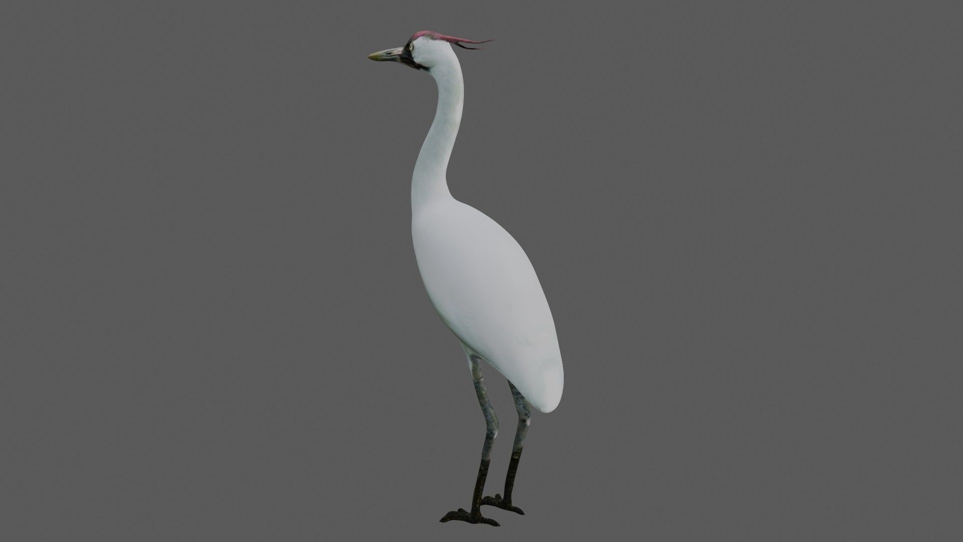 Crane Bird Low-poly 3D model_5