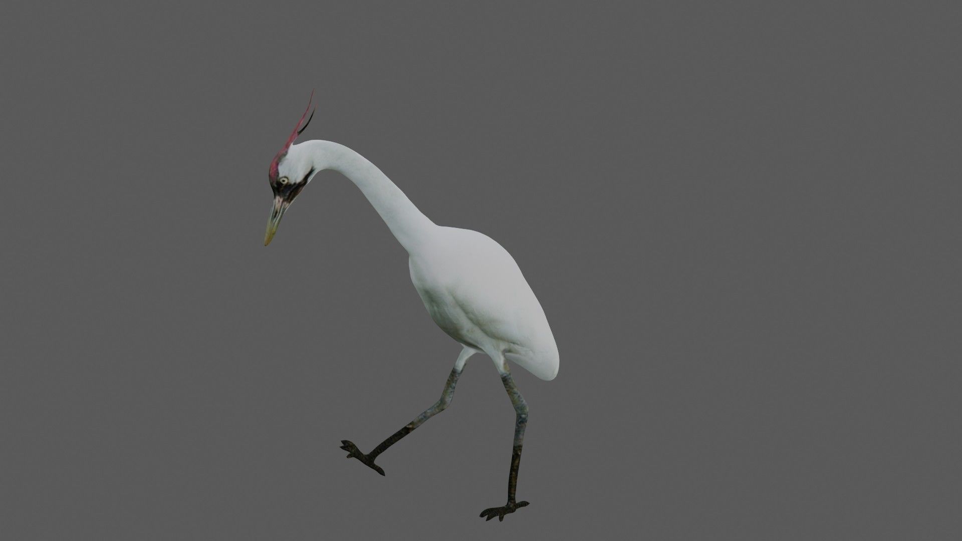 Crane Bird Low-poly 3D model_3