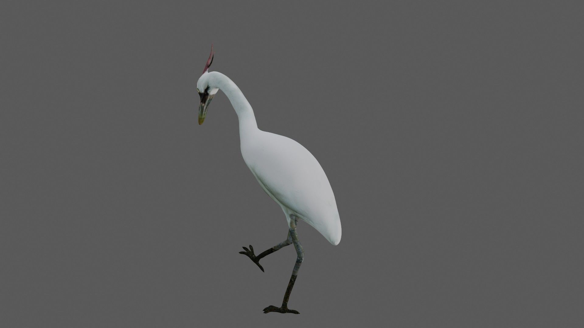 Crane Bird Low-poly 3D model_4