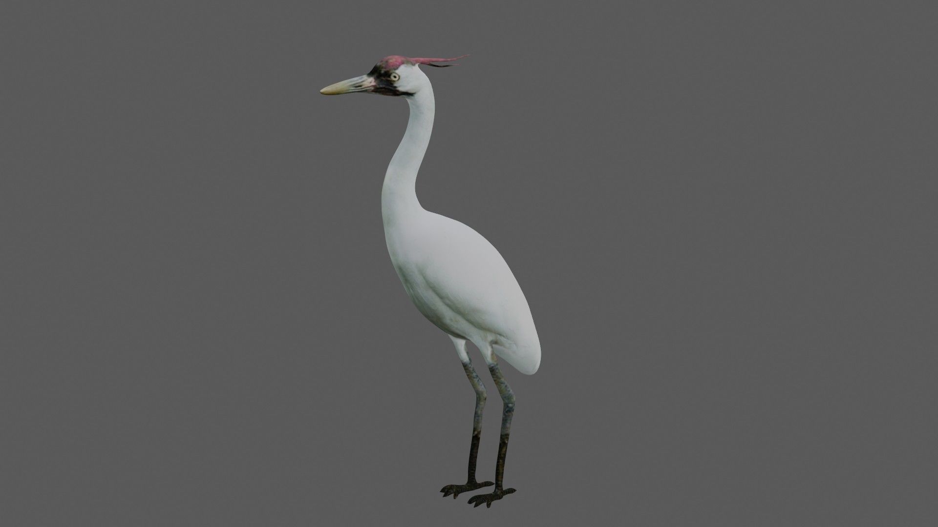 Crane Bird Low-poly 3D model_1