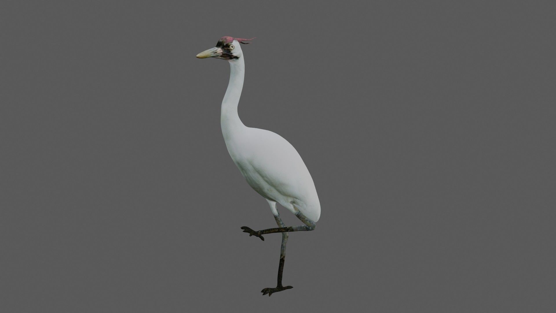 Crane Bird Low-poly 3D model_2