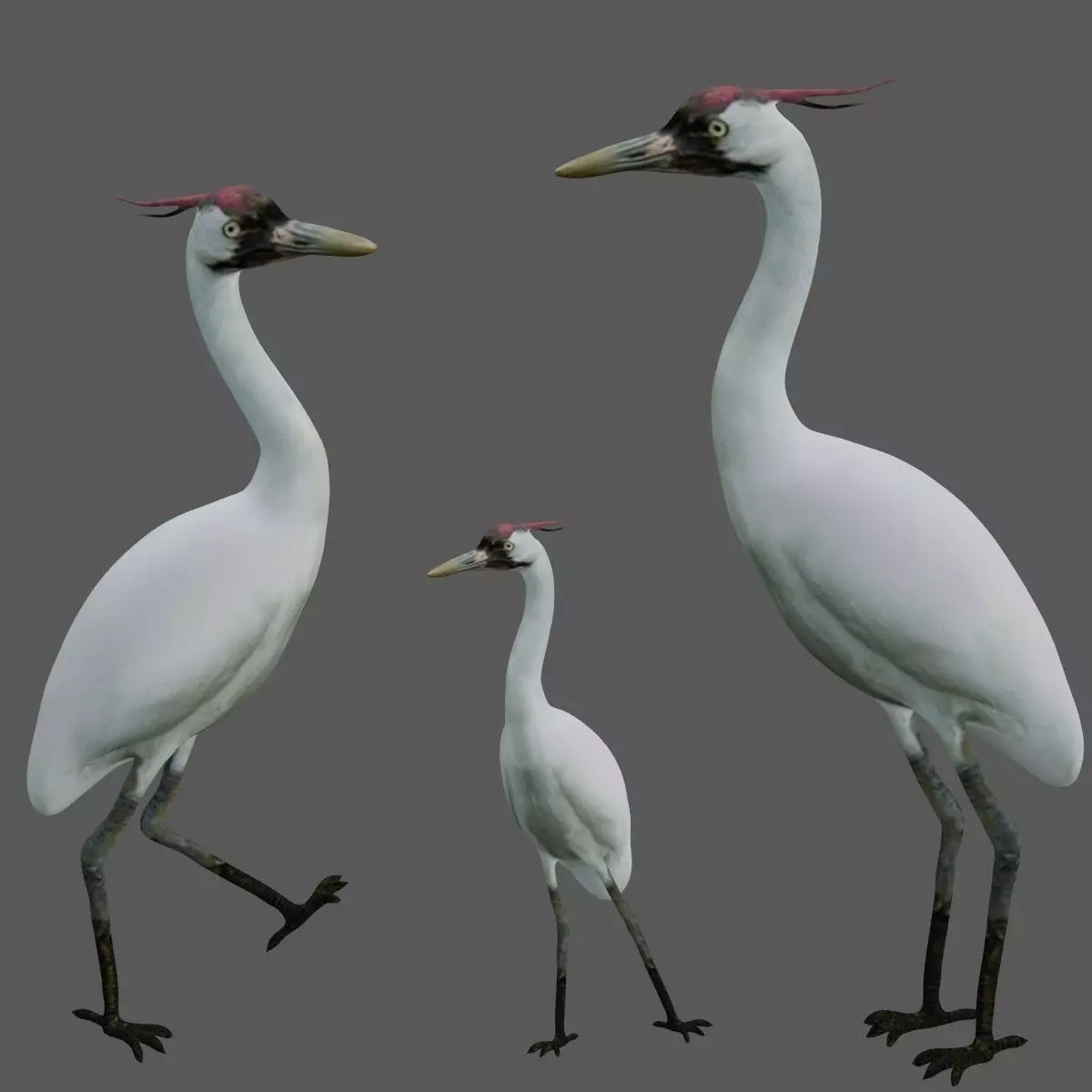 Crane Bird Low-poly 3D model_0