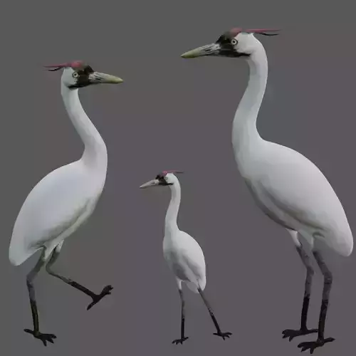 Crane Bird Low-poly 3D model