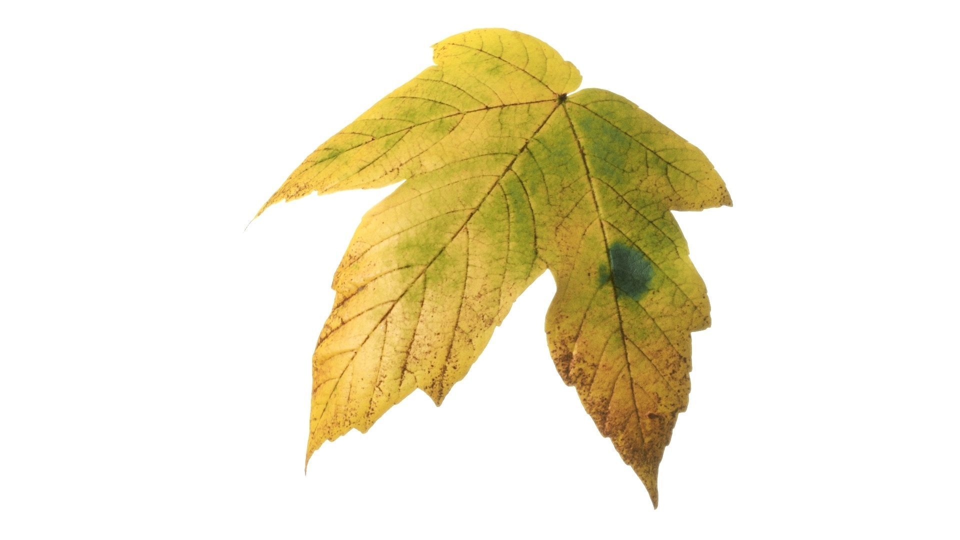 Acer platanoides autumn leaves texture Texture_2