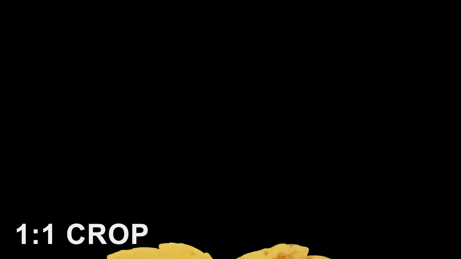 Acer platanoides autumn leaves texture Texture_13