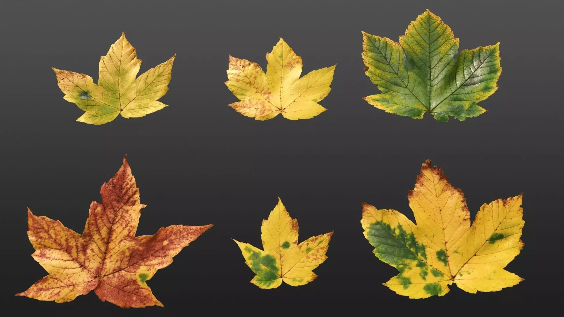 Acer platanoides autumn leaves texture Texture_0