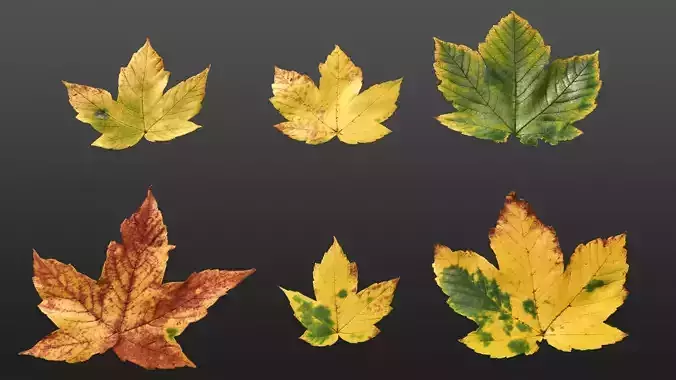 Acer platanoides autumn leaves texture