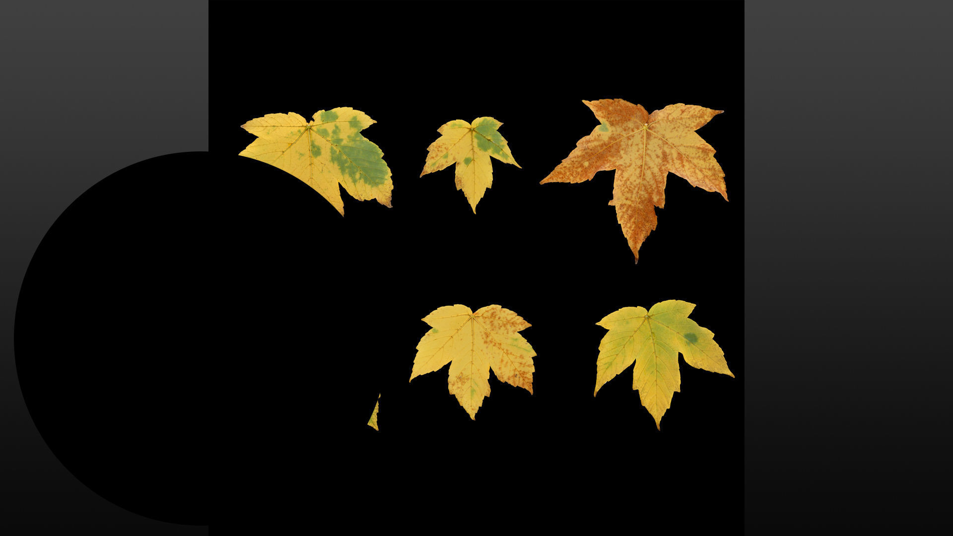 Acer platanoides autumn leaves texture Texture_6